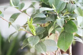 1种营养肥家家有，茶花喝一口，加上疏蕾，开花多又艳视频封面