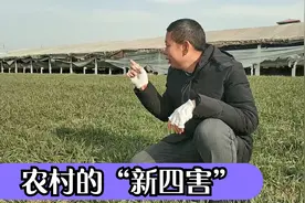 有人说喜鹊、野兔、野猪和野鸡是农村“新四害”，看农民咋说视频封面