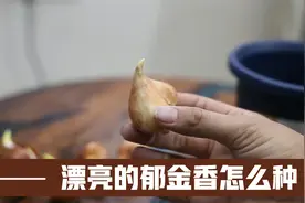 荷兰“国花”郁金香，花色漂亮，味道芳香，园艺师教你怎么种视频封面