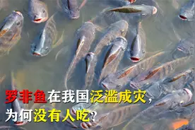 盘点我国泛滥成灾的入侵物种，龙虾被吃到养殖，罗非鱼却无人吃