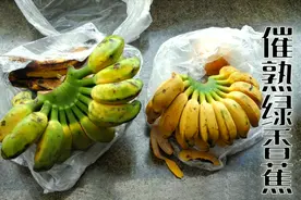 买了一箱绿香蕉，用苹果和熟香蕉催熟，哪个效果更好呢