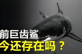 卫星发现巨大海洋生物，形状似鲨鱼，它可能会是史前的巨齿鲨吗？视频封面