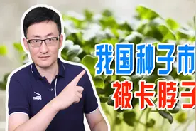 我国缺少优质种子，动植物种子都依赖进口，种子市场有卡脖子风险视频封面