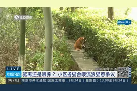 零距离924：南京：流浪猫如何处理？小区业主态度不同视频封面