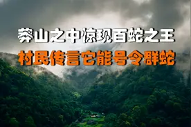 莽山之中惊现百蛇之王，全身五彩斑斓能够号令群蛇，它真的存在吗视频封面