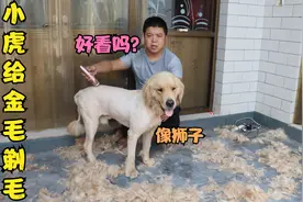 小虎给金毛剃毛，剃完后的造型像一头狮子一样，你们感觉好看吗？视频封面