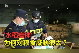 对中国发动“生物战”？长沙海关截获稻瘟病真菌，对粮食威胁很大视频封面