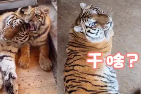家养大老虎能“听懂”人话？战斗民族大叔：能！还能帮我带虎崽视频封面
