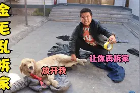 小虎为惩罚金毛乱拆家，用胶带把它的腿缠住，这样它能长记性吗？视频封面
