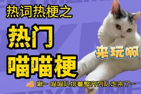 喵喵梗之苹果猫 捂嘴烧猫 客服猫 八嘎猫 popo猫 oiiaioooooiai猫视频封面