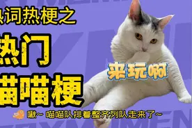 喵喵梗之苹果猫 捂嘴烧猫 客服猫 八嘎猫 popo猫 oiiaioooooiai猫视频封面