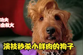 这条狗子的演技远超小鲜肉，明星狗意外流落民间，应聘消防犬谋生视频封面