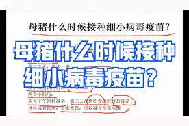 母猪什么时候接种细小病毒疫苗？母猪细小病毒疫苗什么时候打？视频封面
