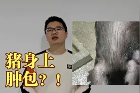 猪关节上脖子上都有肿包，这是怎么了？峰哥教你如何处理视频封面