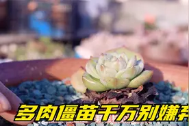 多肉僵苗千万别嫌弃，做好这几点，轻松解决多肉僵苗视频封面