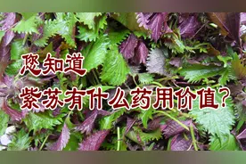 老中医养生谈：您知道紫苏有什么药用价值？视频封面