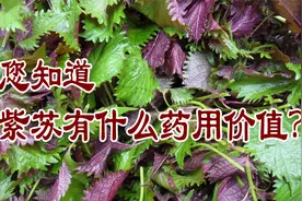 老中医养生谈：您知道紫苏有什么药用价值？视频封面