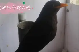 乌鸫鸟开叫了，花口连唱婉转嘹亮，整个集市都飘荡着它的歌声视频封面