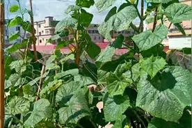 夏天楼顶种菜怎样防晒抗旱？用这个方法，不干旱不晒伤，长得茂盛