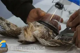 “猛禽卫士”胡海磊：坚守六年，自掏腰包救助千余只野生鸟类视频封面