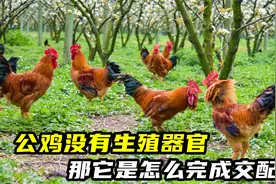 公鸡没有生殖器官，那它是怎么完成交配的？公鸡为什么爱啄人视频封面
