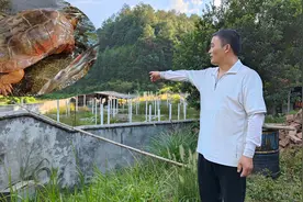 农村小伙养殖小动物，一只能卖10000元，全家老小跟着住深山值吗视频封面