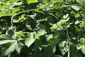 农村常见的拉拉秧又叫活血草，用水煮一煮用途惊人，你知道吗？视频封面