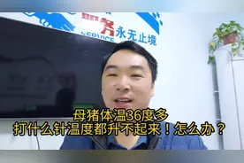 母猪体温36度！打什么针体温都升不起来！着急！怎么办！视频封面