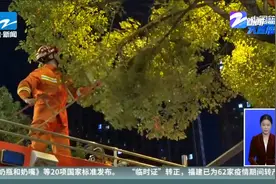 爬树救猫反被困  消防救人再救猫