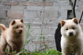 狗有“六指”，老人说“狼趾要懂得”，打猎是好狗