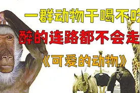 一群憨憨的动物，光喝酒不吃菜，醉的路都不会走了《可爱的动物》视频封面
