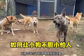 田园犬非常胆小怕人，怎么样才能让它不怕人，要从小时候教起