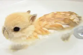 活了40多年，第一次看见兔子会游泳，这水里也追不上