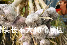 蒜头长不大10个原因，我这样种出比拳头大的蒜头，视频封面