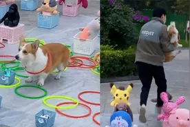 男子摆摊套圈用柯基揽客，结果狗子被客人套中，接下来过于搞笑视频封面
