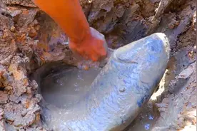 干裂的泥土下挖出大鱼，这是什么鱼为什么会钻土呢？视频封面