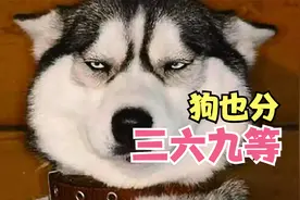 狗狗分等级是什么鬼？纯种犬，血统犬，赛级犬，冠军犬都是些啥？