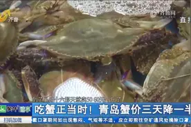 吃蟹正当时！中秋过后，青岛蟹价三天降一半，10月的螃蟹最肥美视频封面