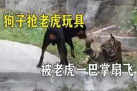 黑狗与老虎抢玩具，哪知刚得手，就被老虎一巴掌扇飞了出去视频封面