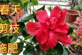 朱槿、扶桑花，春天修剪和施肥很关键，做好了花期长达半年！视频封面