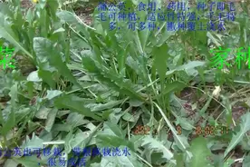 蛤蟆菜蒲公英面条菜可家种，种子种植或移栽，将兴盛【2021.7.13视频封面