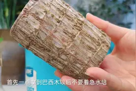 送给熊孩子的绿植，好养又有好寓意，寒假安排起来