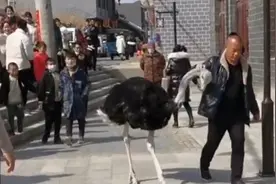 笑哭！鸵鸟出逃失败被揪着脖子带回，网友：像极了小时候犯错的你视频封面
