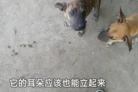 三个月的小狗多重才算正常，大哥称一下，看这小狗到底有多重