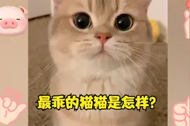猫咪乖乖听话，是最好听的猫猫声