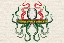 智商爆表的章鱼，为何却没有先于人类统治世界？视频封面