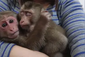 女人给猴子当妈妈，抱着猴子睡觉喂奶，猴子特别开心，记录全过程视频封面