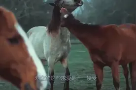 年轻公马第一次谈恋爱，一次牵线就成功牵手，网友：受到精准打击视频封面
