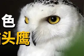 猫头鹰界的“颜值担当”，哈利波特的宠物，白色猫头鹰——雪鸮视频封面