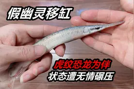 白化鳄雀鳝生性凶猛，把它换到大鱼缸饲养，尽快养成猛鱼